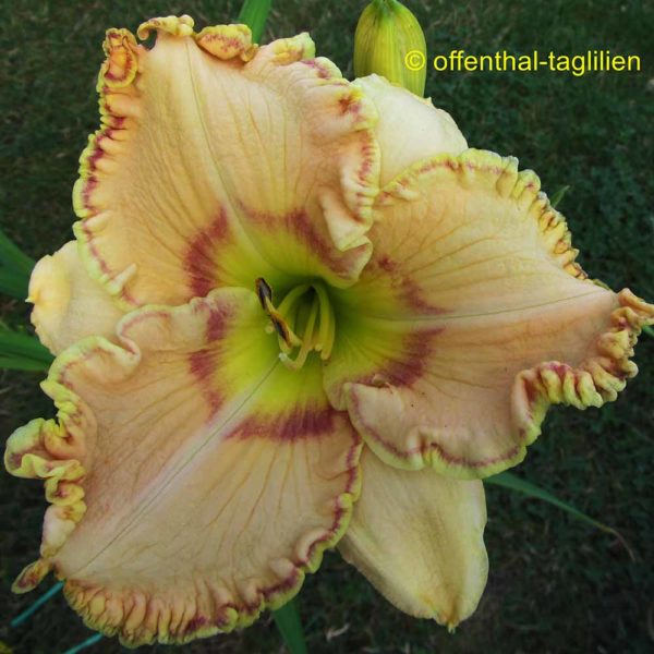 Hemerocallis / Taglilie 'Ellis Powell'