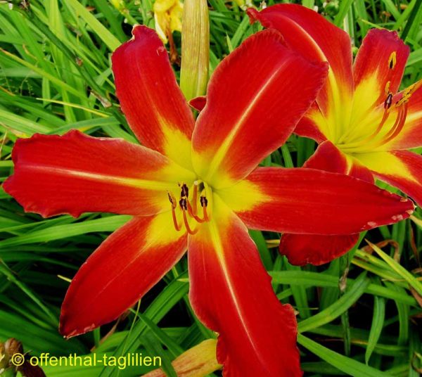 Hemerocallis / Taglilie 'Super Red Spider'