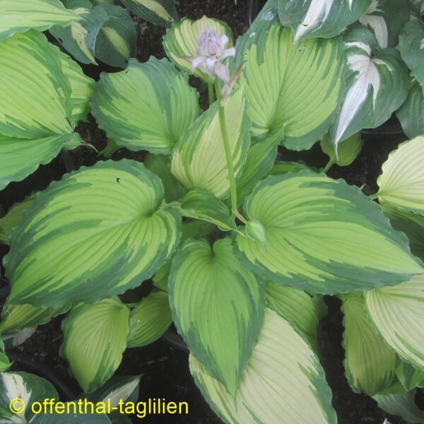 Hosta 'Amalia'