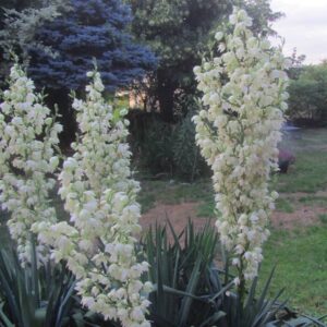 Yucca ‚Schneetanne‘