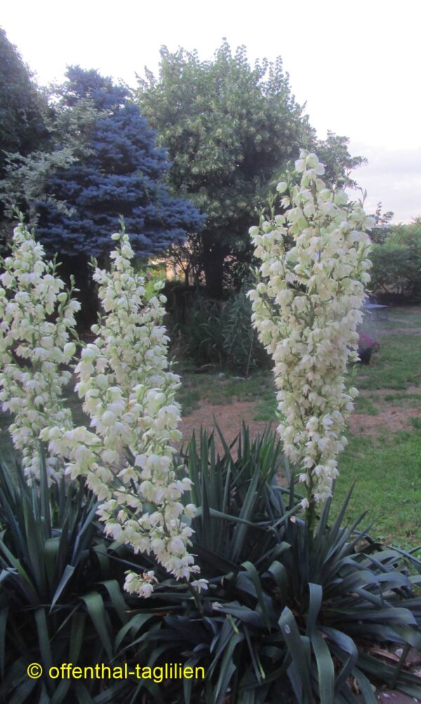 Yucca Schneetanne